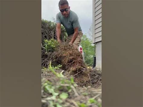 pulling out shrubs with truck